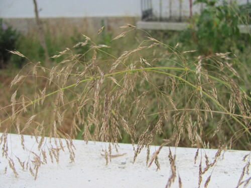 Oloptum miliaceum, photograph 5