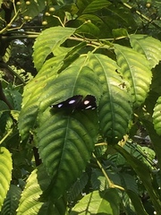 Hypolimnas bolina bolina