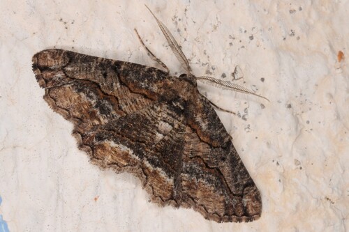 Brassy Waved Umber