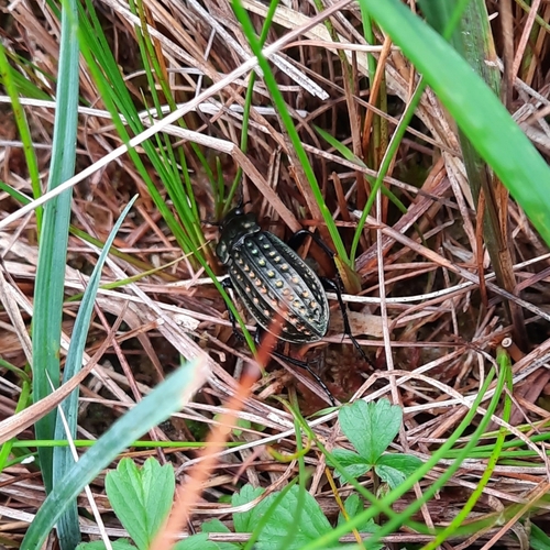Golden-dimpled Ground Beetle