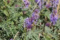 Astragalus bisulcatus