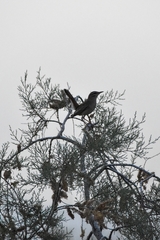 Cercotrichas galactotes