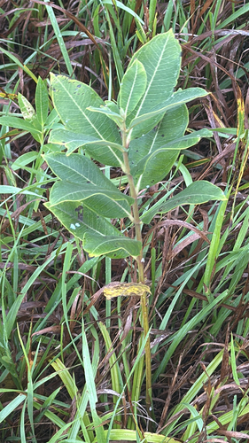 common milkweed