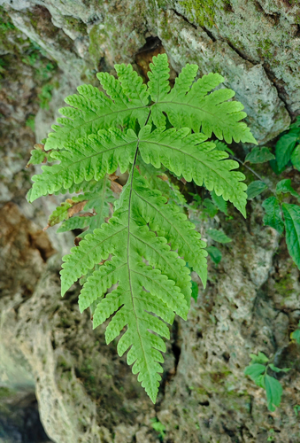 Tectaria coadunata observed 2026-09-06