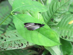 Hypolimnas anthedon anthedon