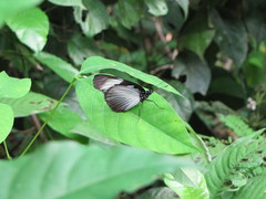 Hypolimnas anthedon anthedon