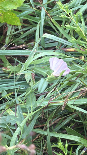 field bindweed