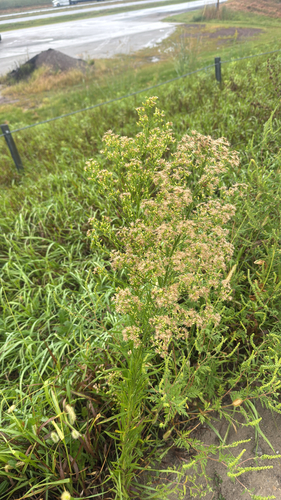 horseweed