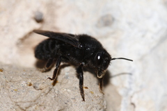Megachile parietina