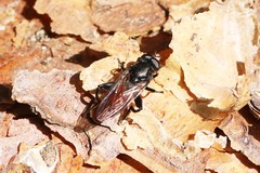 Chalcosyrphus piger