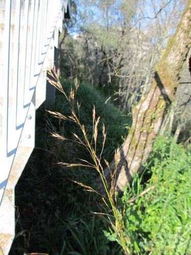 Oloptum miliaceum, photograph 4