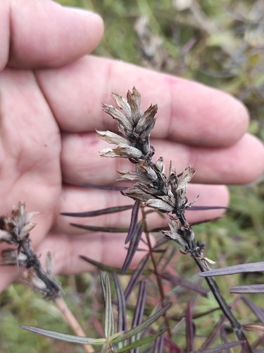Dracocephalum ruyschiana, photograph 4
