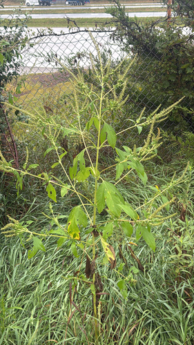 giant ragweed