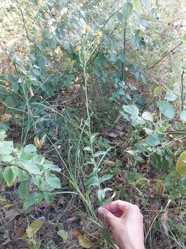 New England Hawkweed