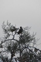 Cercotrichas galactotes