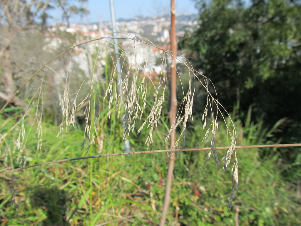Oloptum miliaceum; photograph (c) zebedeugalinha, some rights reserved (CC BY)