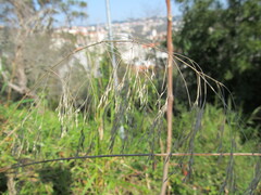 (c) zebedeugalinha, some rights reserved (CC BY) Oloptum miliaceum, photograph (c) zebedeugalinha, some rights reserved (CC BY)