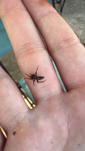 Eastern Parson Spider