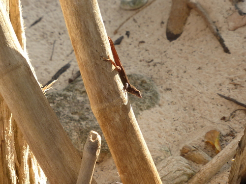 Cayman Brac Anole, Anolis luteosignifer