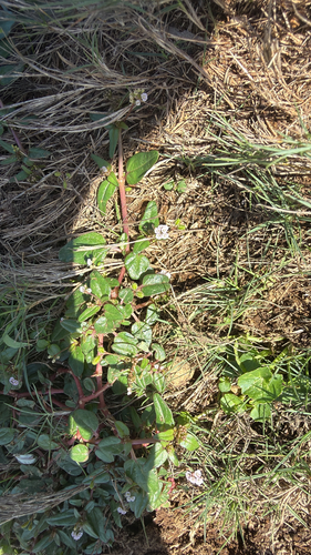 Boerhavia glabrata observed 2026-09-04