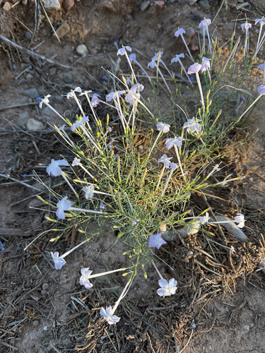 Flaxflowered Ipomopsis
