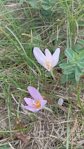 Autumn Crocus