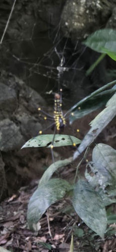 Giant Golden Orbweaver