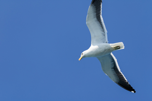 iNaturalist image