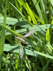 Tipula vernalis