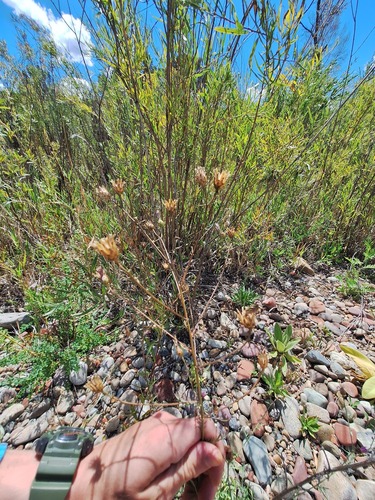spotted knapweed