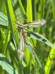 Tipula vernalis