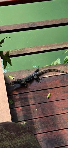 Indomalayan Water Monitor
