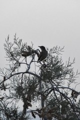 Cercotrichas galactotes