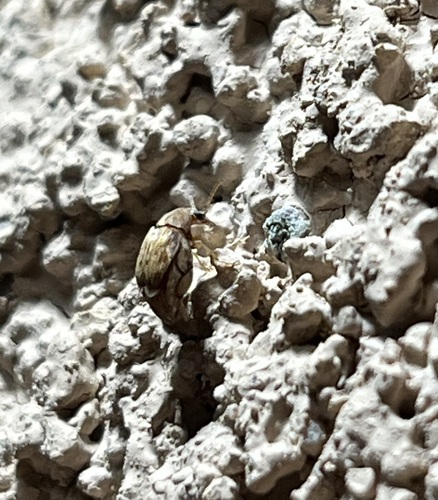 Bean Weevil
