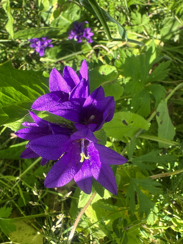 clustered bellflower