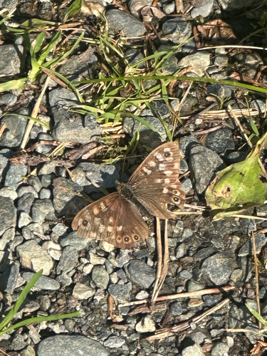 Speckled Wood