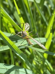 Tipula vernalis