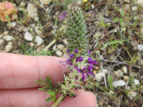 Image of Dalea reverchonii by (c) Sam Kieschnick, some rights reserved (CC BY)
