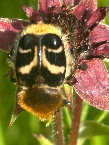 Eurasian Bee Beetle