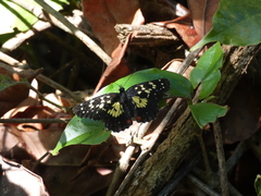 Chlosyne poecile