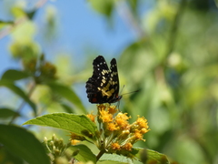 Chlosyne poecile
