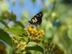 Chlosyne poecile