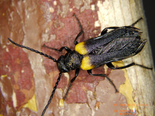 flame-shouldered blister beetle