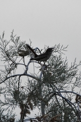 Cercotrichas galactotes