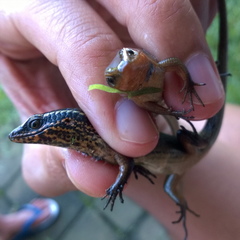Eutropis rugifera