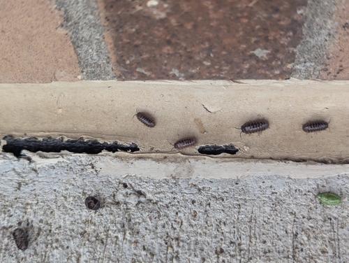 Common Pill Woodlouse