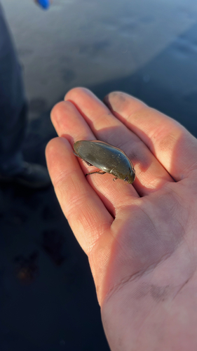 Giant Water Scavenger Beetle