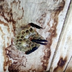 Polistes erythrocephalus