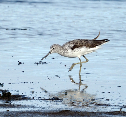 iNaturalist image