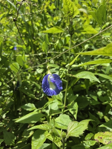 Blue Pea
